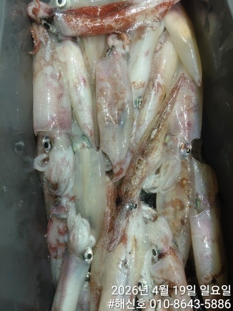 ����ڰ� �ø� �̹���