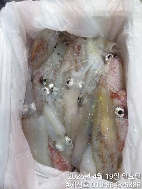 ����ڰ� �ø� �̹���