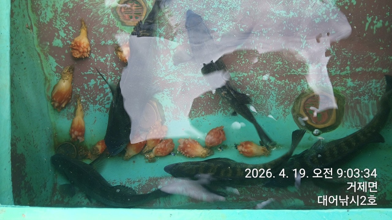 ����ڰ� �ø� �̹���