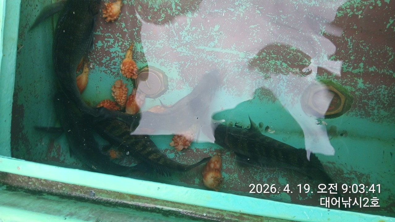 ����ڰ� �ø� �̹���