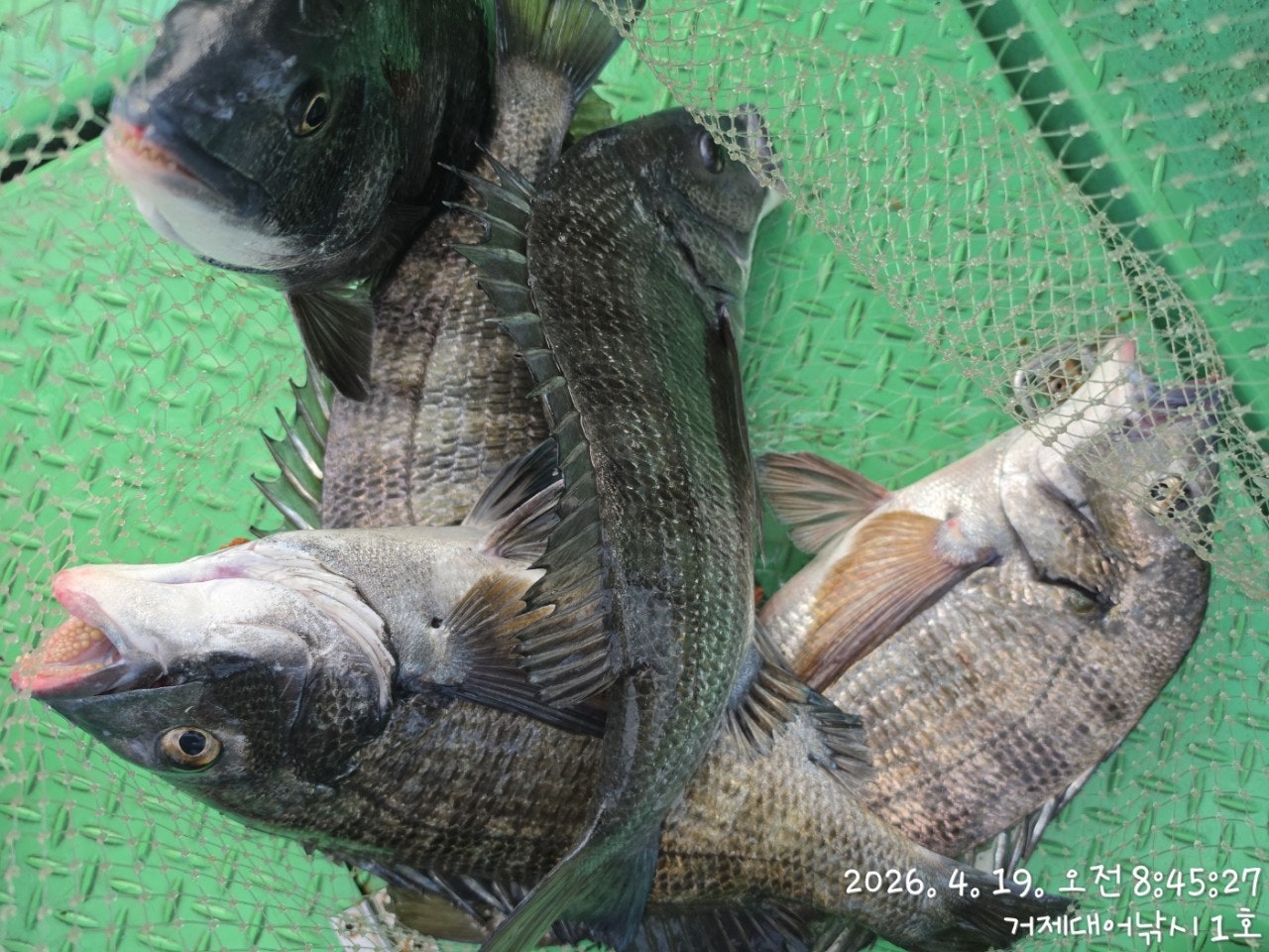 ����ڰ� �ø� �̹���