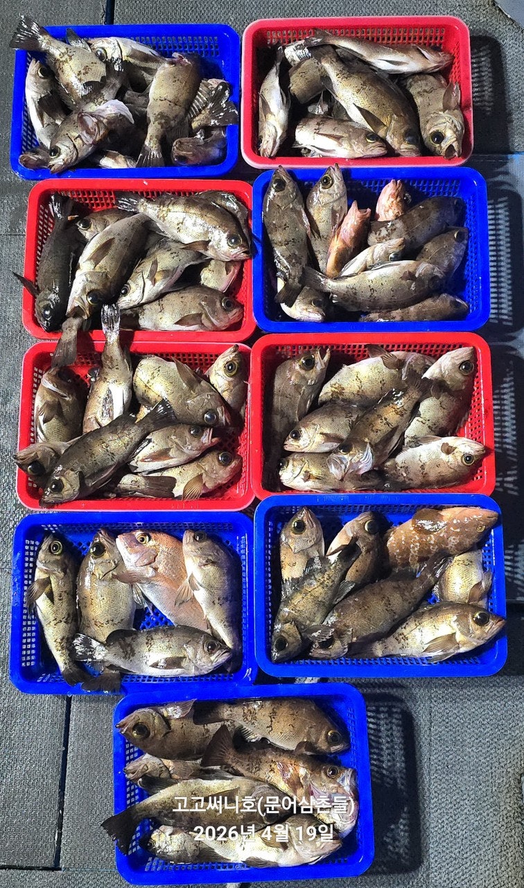 ����ڰ� �ø� �̹���