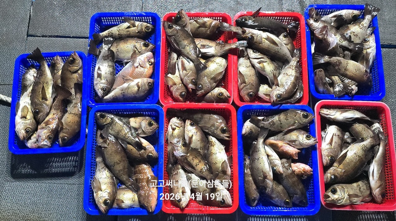 ����ڰ� �ø� �̹���