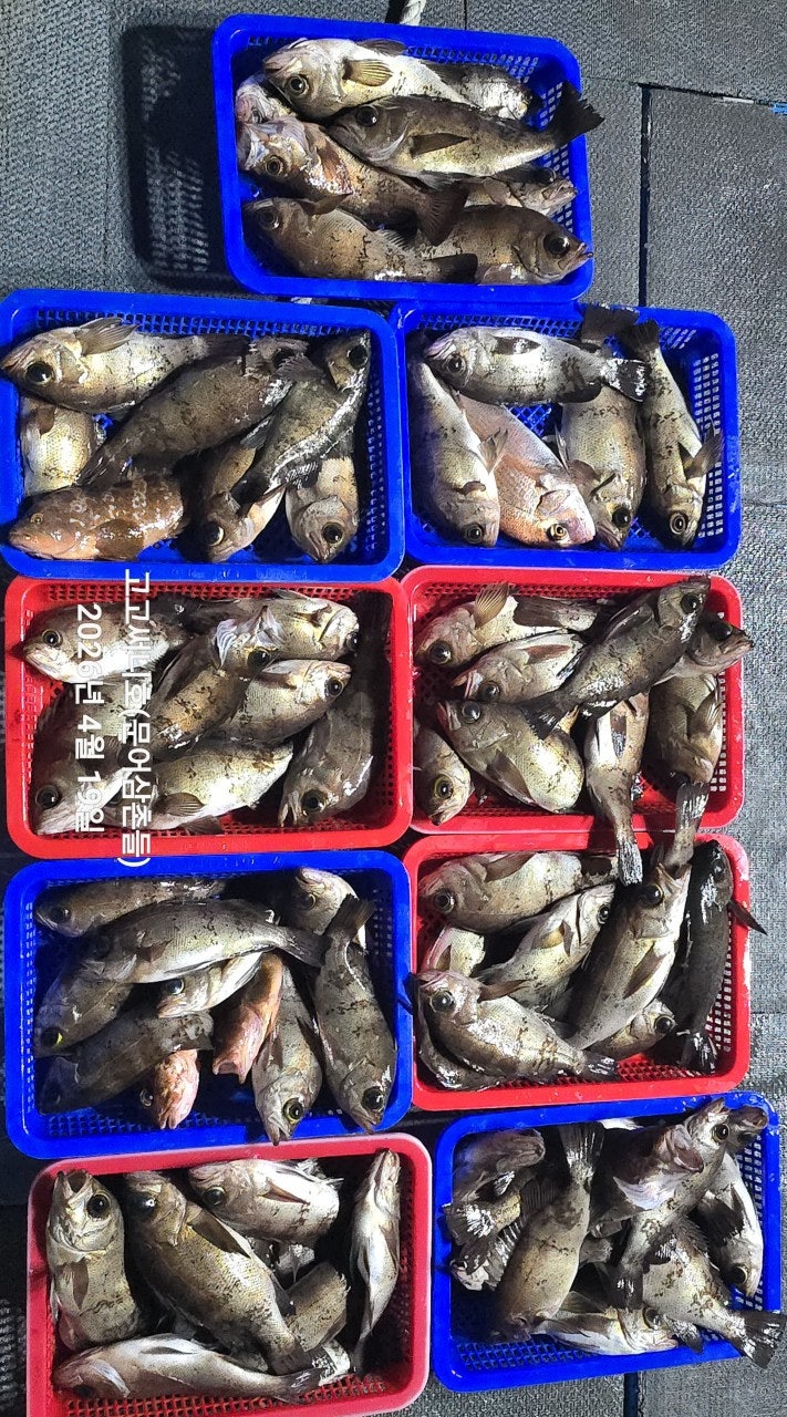 ����ڰ� �ø� �̹���