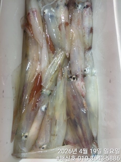 ����ڰ� �ø� �̹���