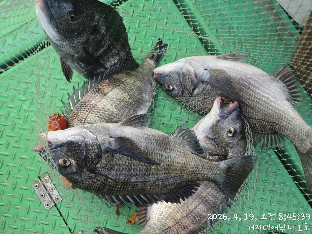 ����ڰ� �ø� �̹���