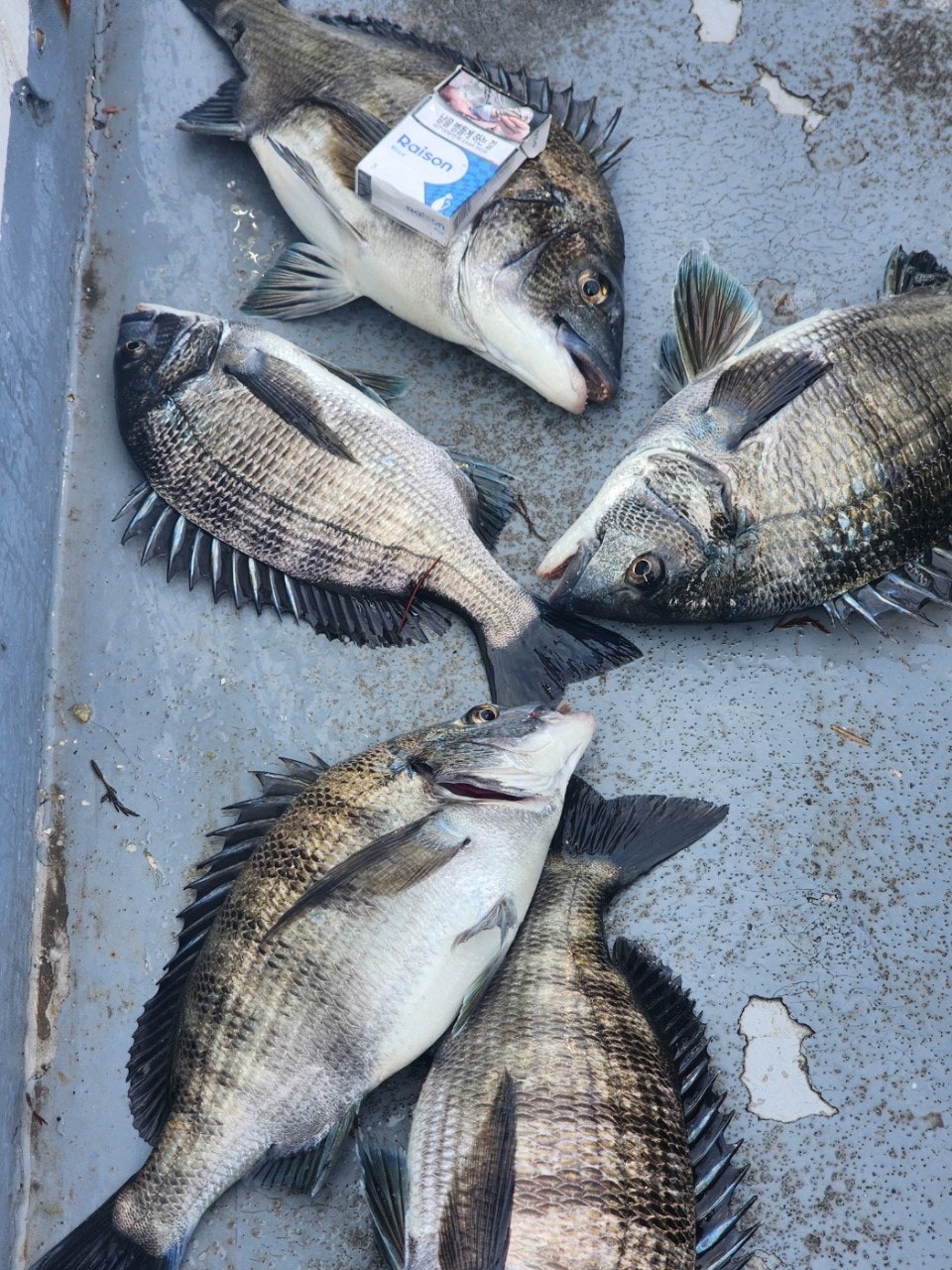 ����ڰ� �ø� �̹���