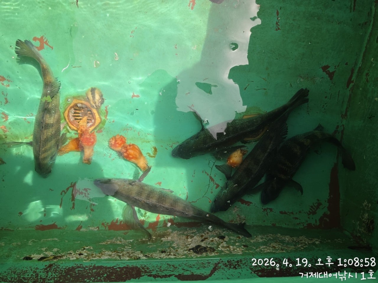 ����ڰ� �ø� �̹���