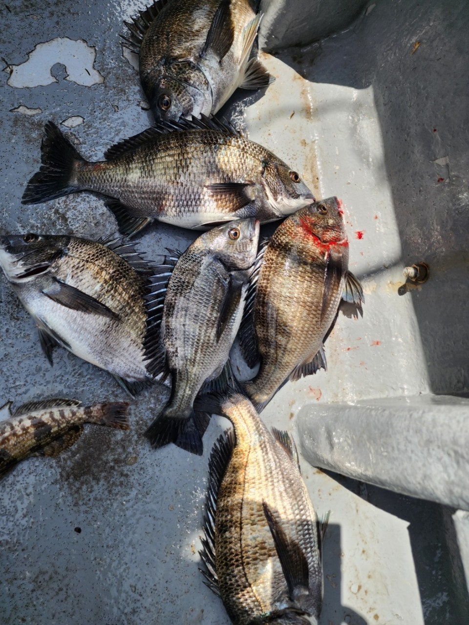 ����ڰ� �ø� �̹���