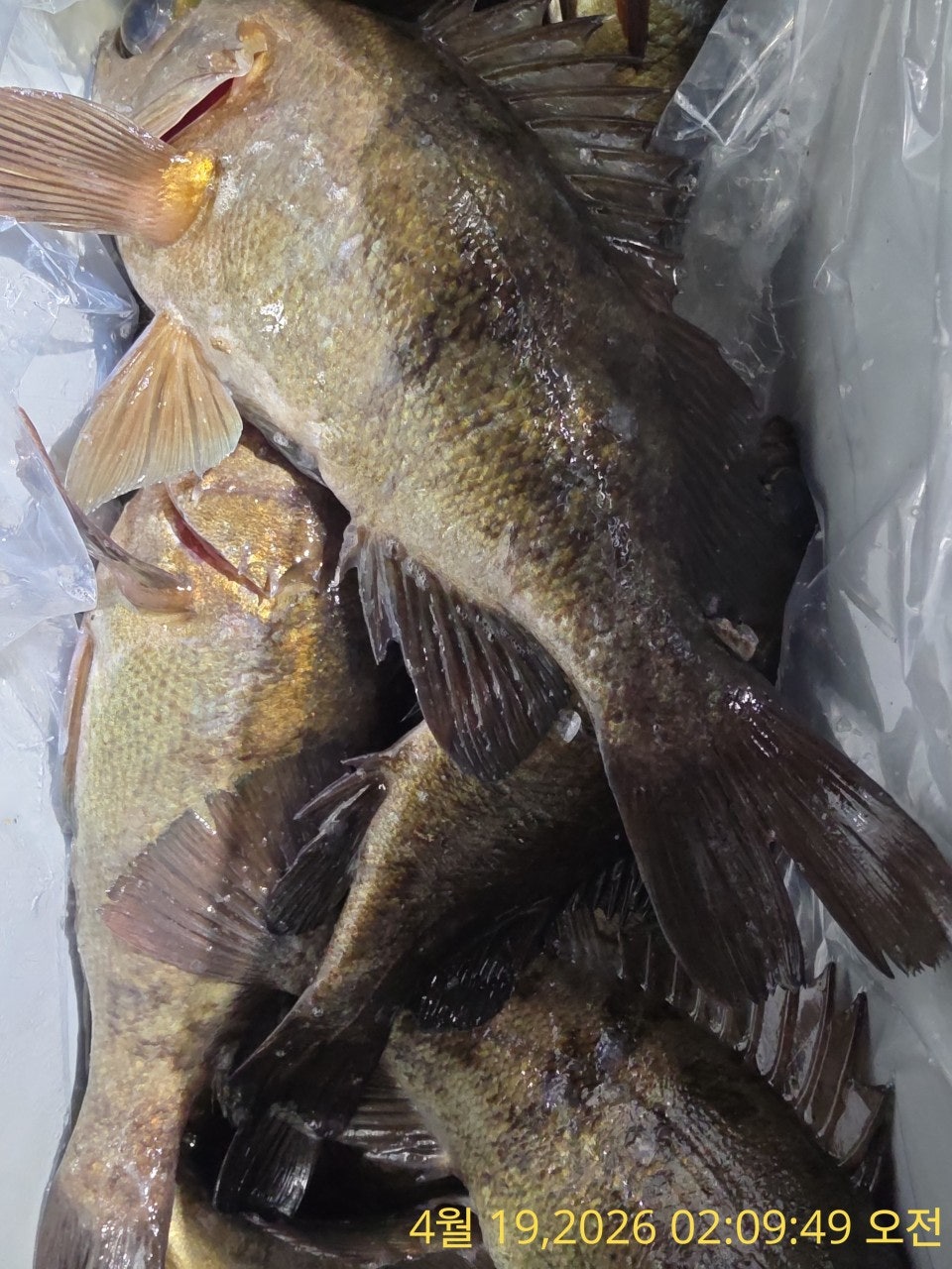 ����ڰ� �ø� �̹���