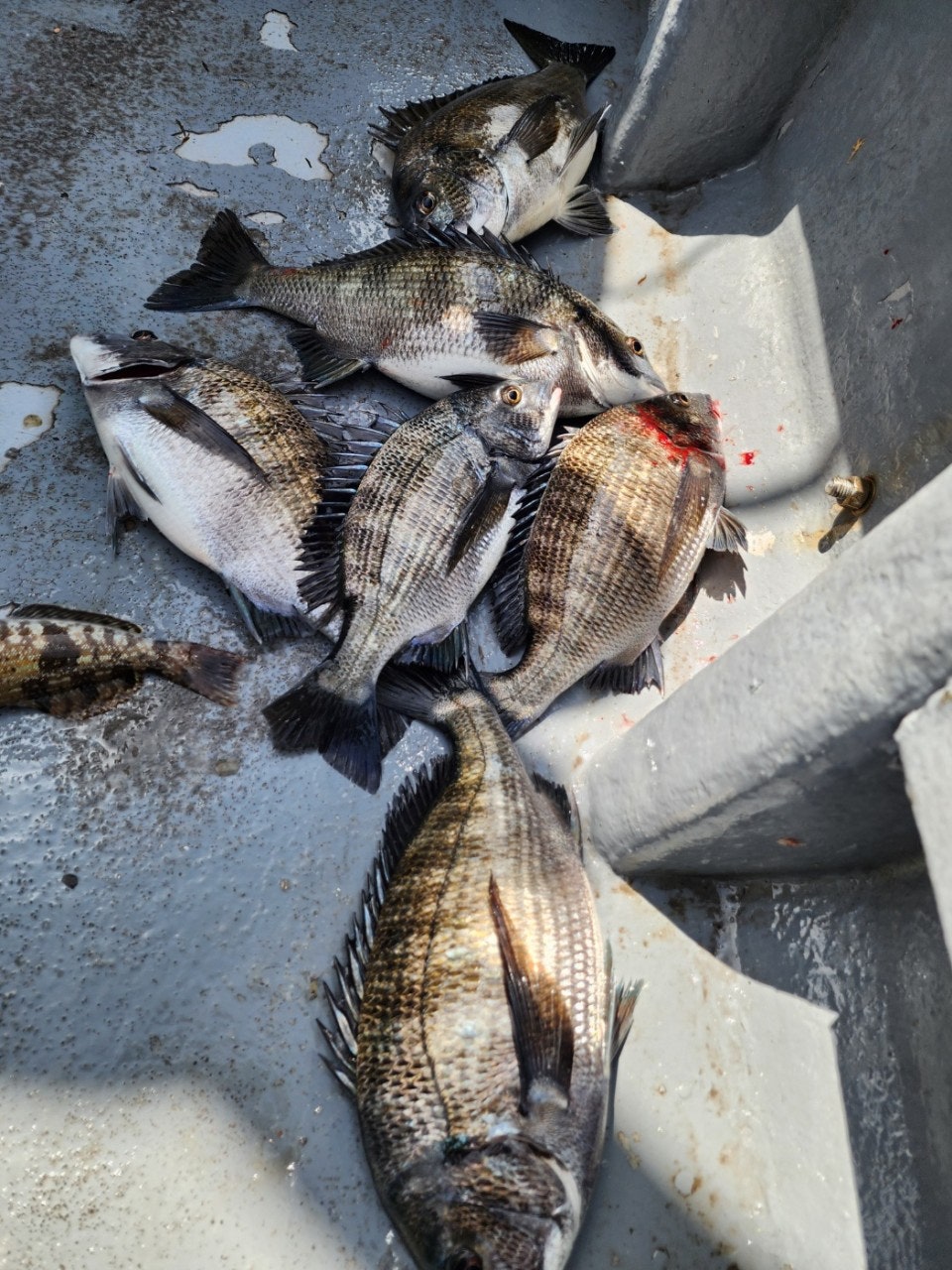 ����ڰ� �ø� �̹���