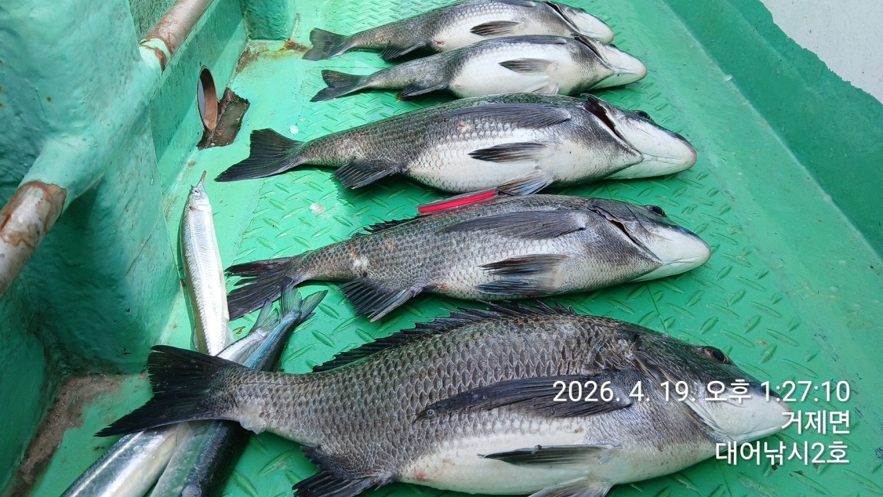 ����ڰ� �ø� �̹���