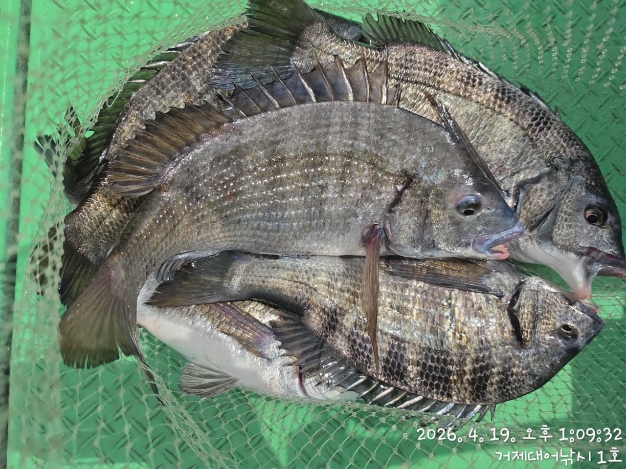 ����ڰ� �ø� �̹���