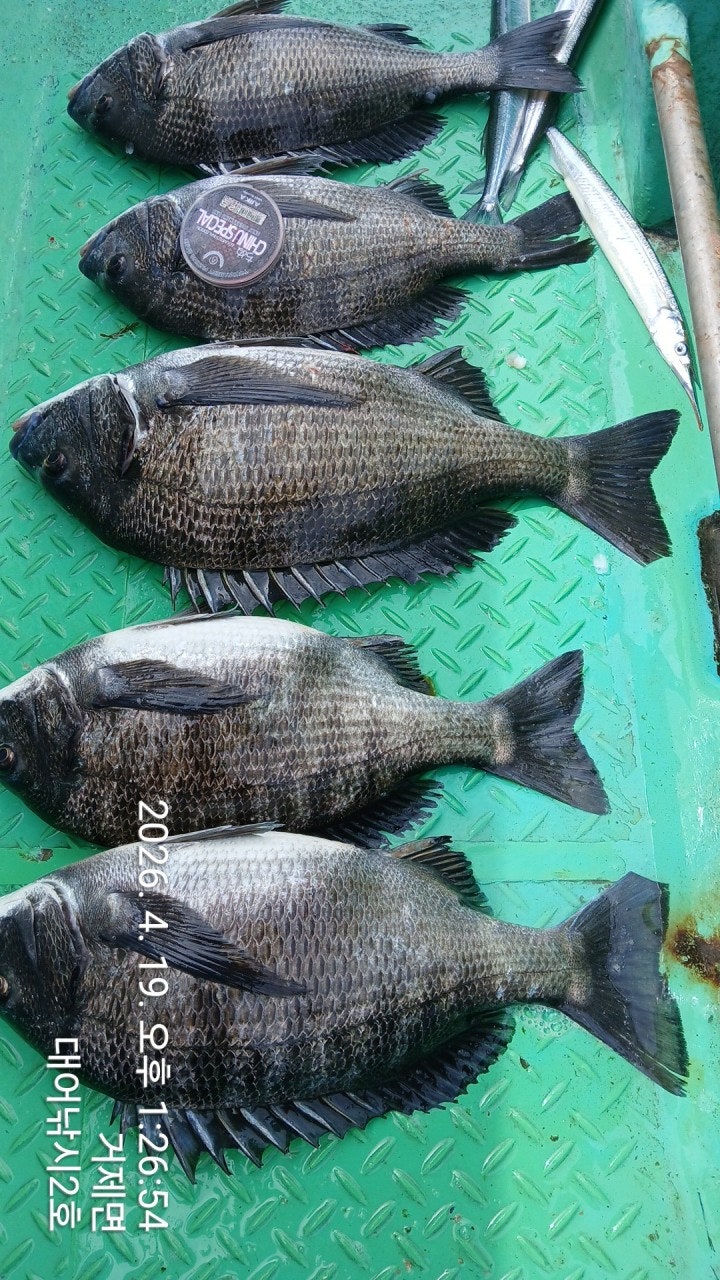 ����ڰ� �ø� �̹���