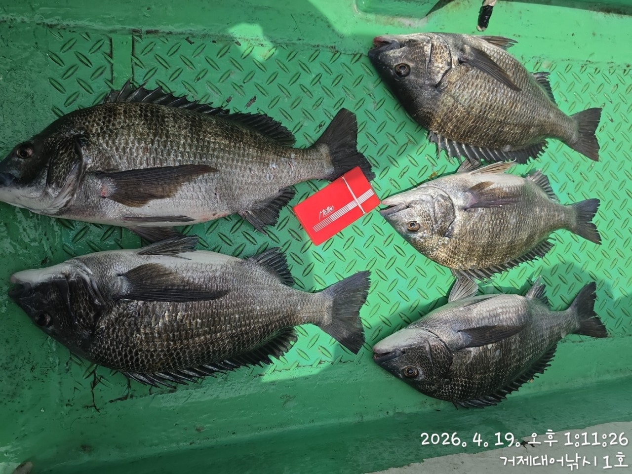 ����ڰ� �ø� �̹���