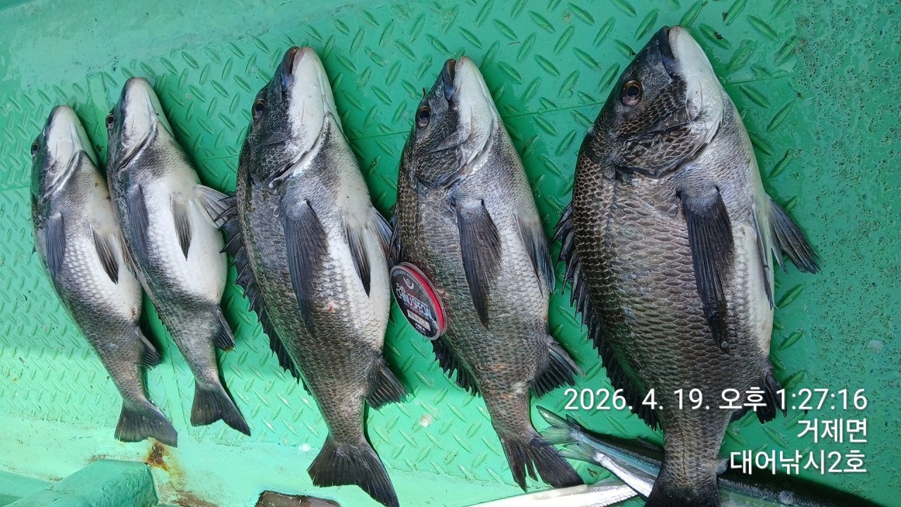 ����ڰ� �ø� �̹���