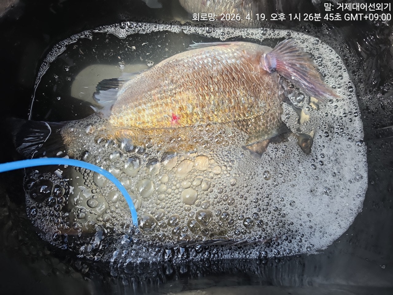 ����ڰ� �ø� �̹���