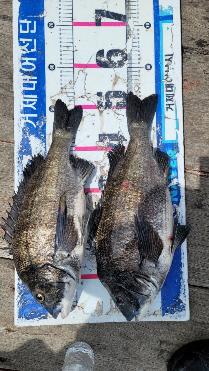 ����ڰ� �ø� �̹���