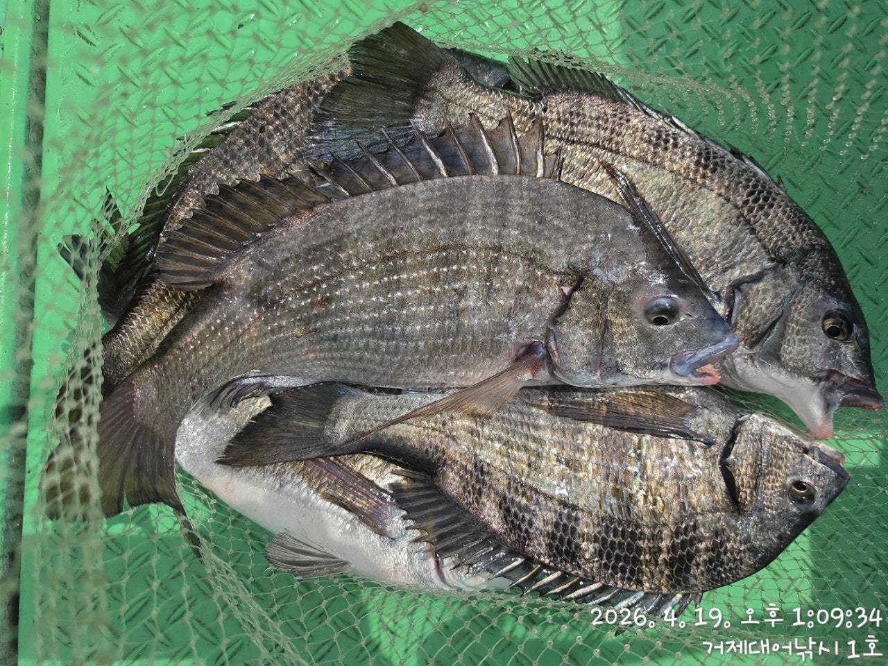 ����ڰ� �ø� �̹���