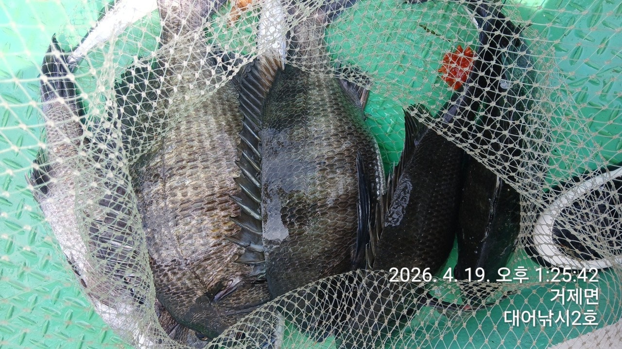 ����ڰ� �ø� �̹���