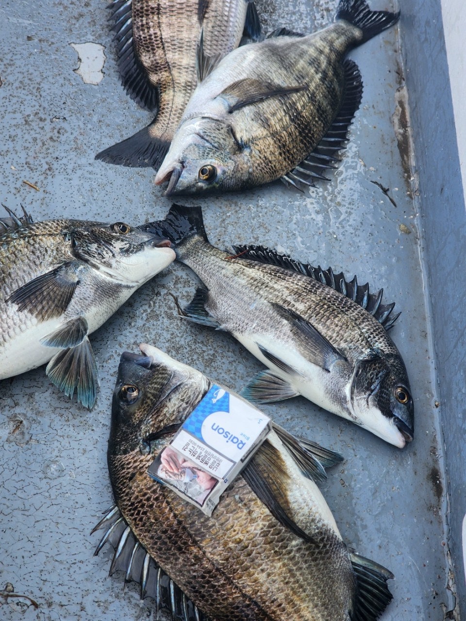 ����ڰ� �ø� �̹���