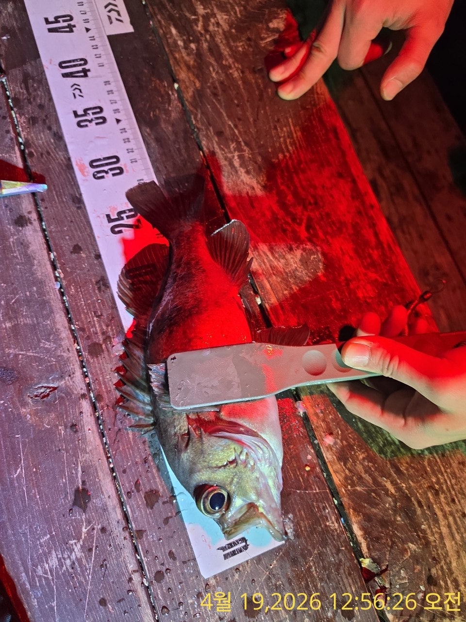 ����ڰ� �ø� �̹���