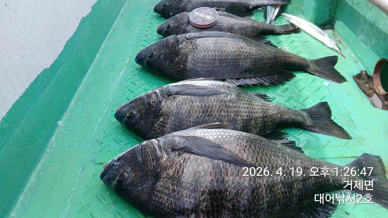 ����ڰ� �ø� �̹���