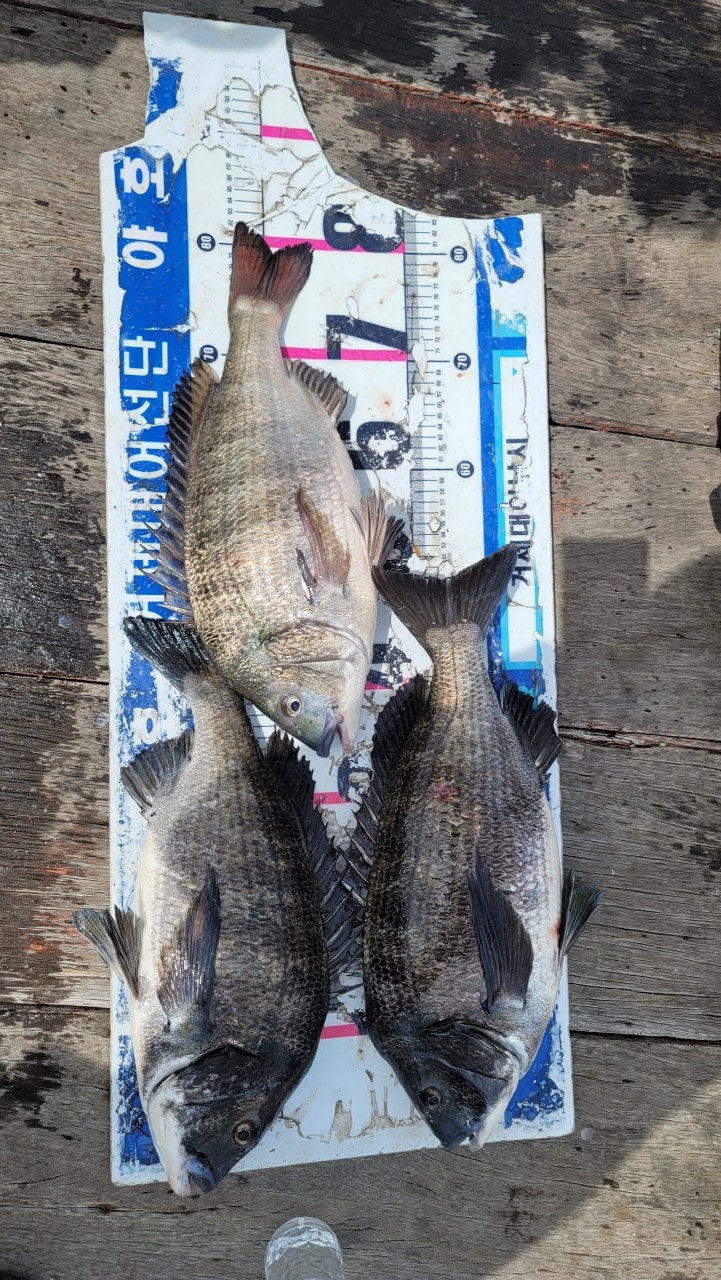 ����ڰ� �ø� �̹���