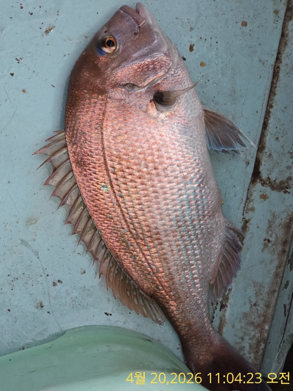 ����ڰ� �ø� �̹���