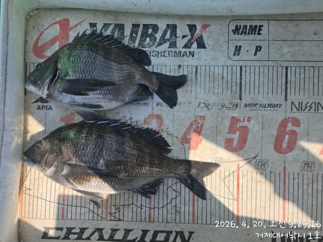 ����ڰ� �ø� �̹���