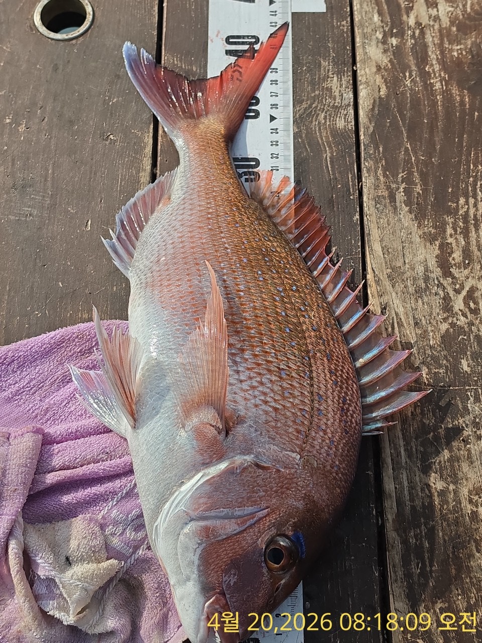 ����ڰ� �ø� �̹���