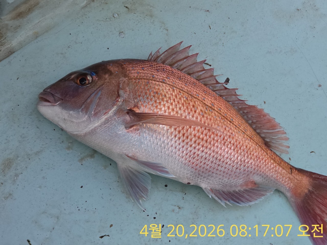 ����ڰ� �ø� �̹���