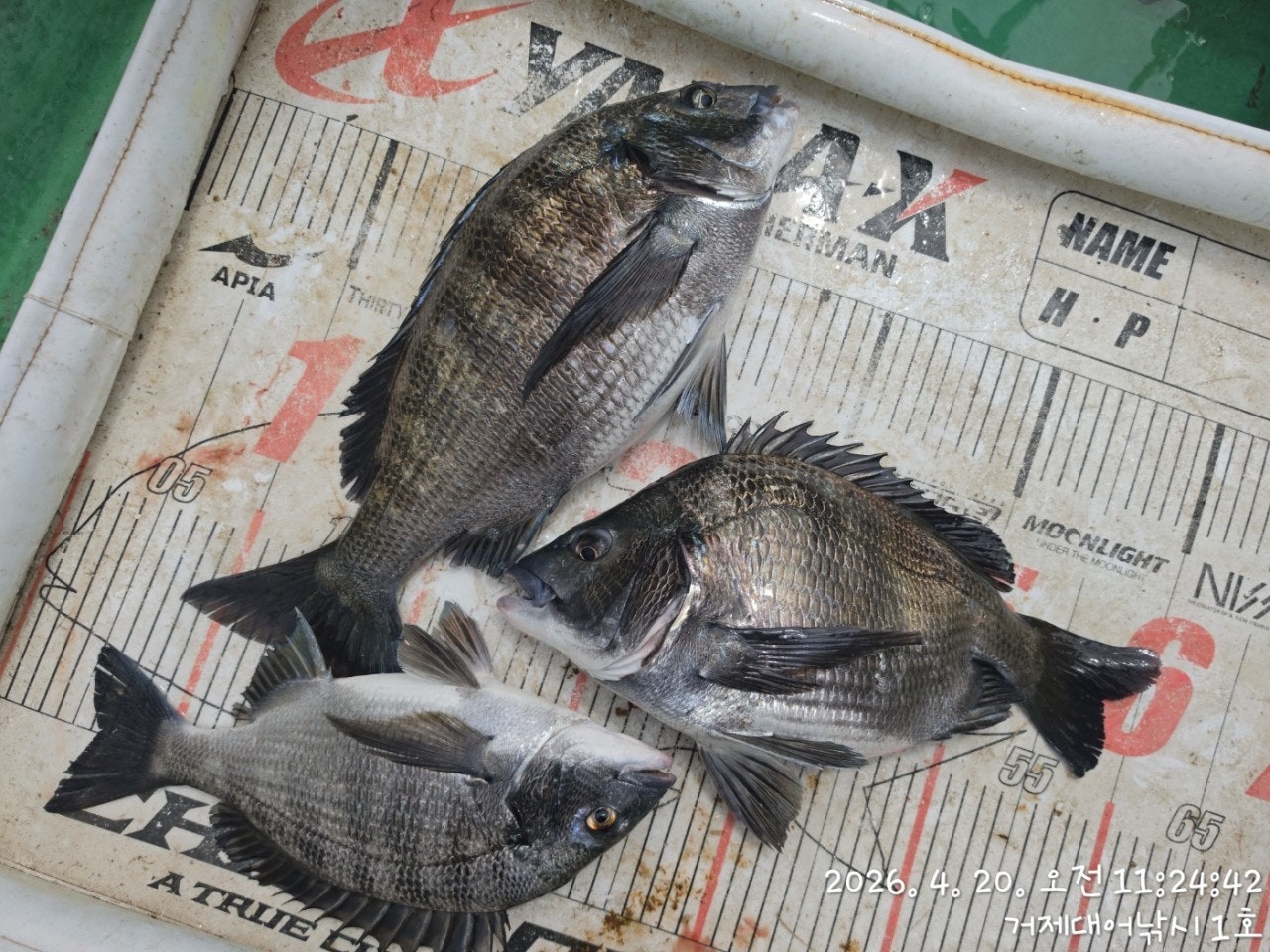 ����ڰ� �ø� �̹���