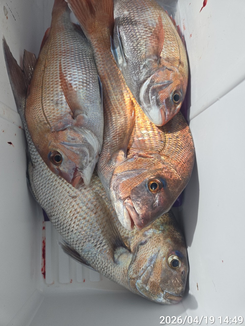 ����ڰ� �ø� �̹���