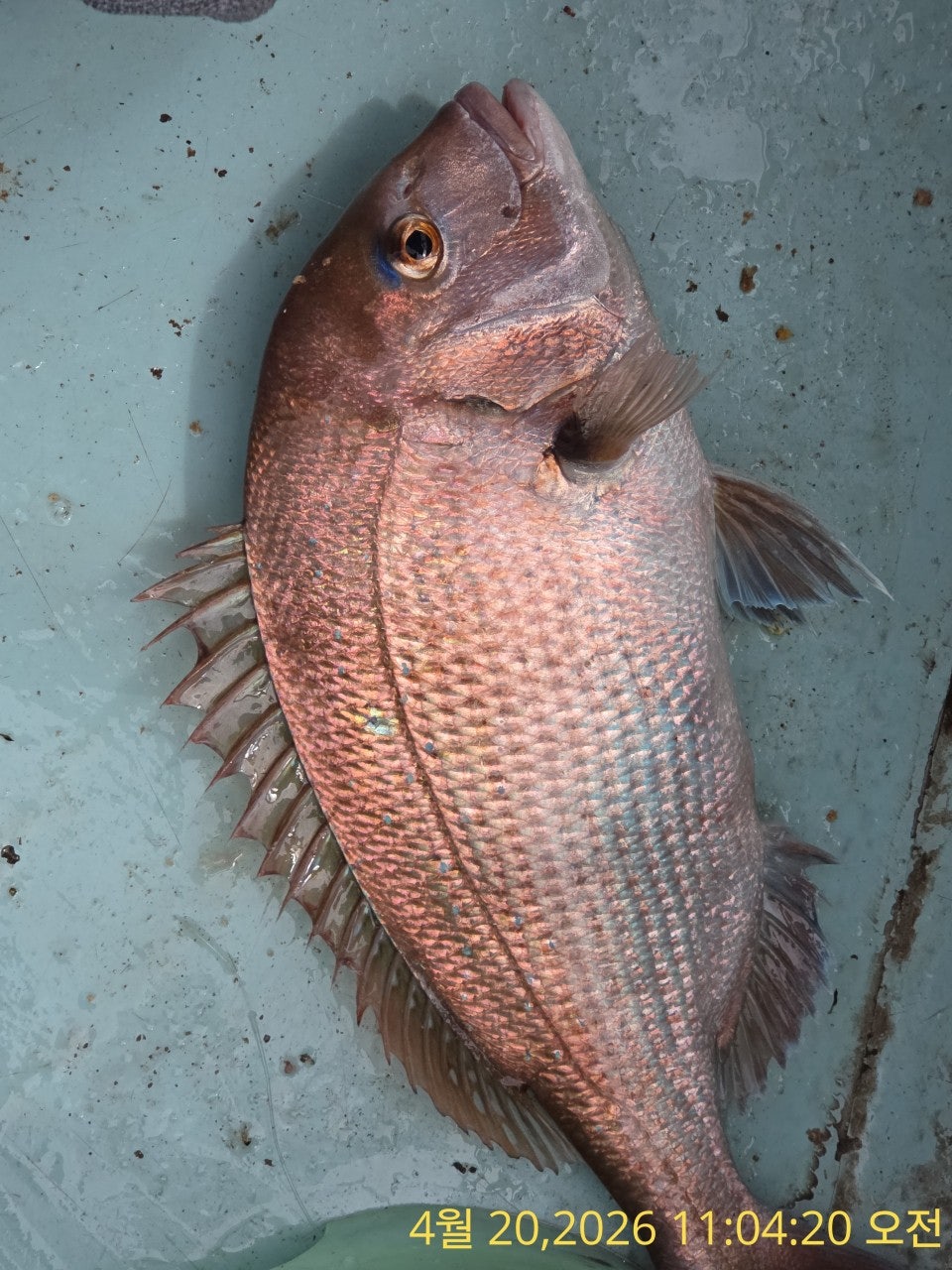 ����ڰ� �ø� �̹���