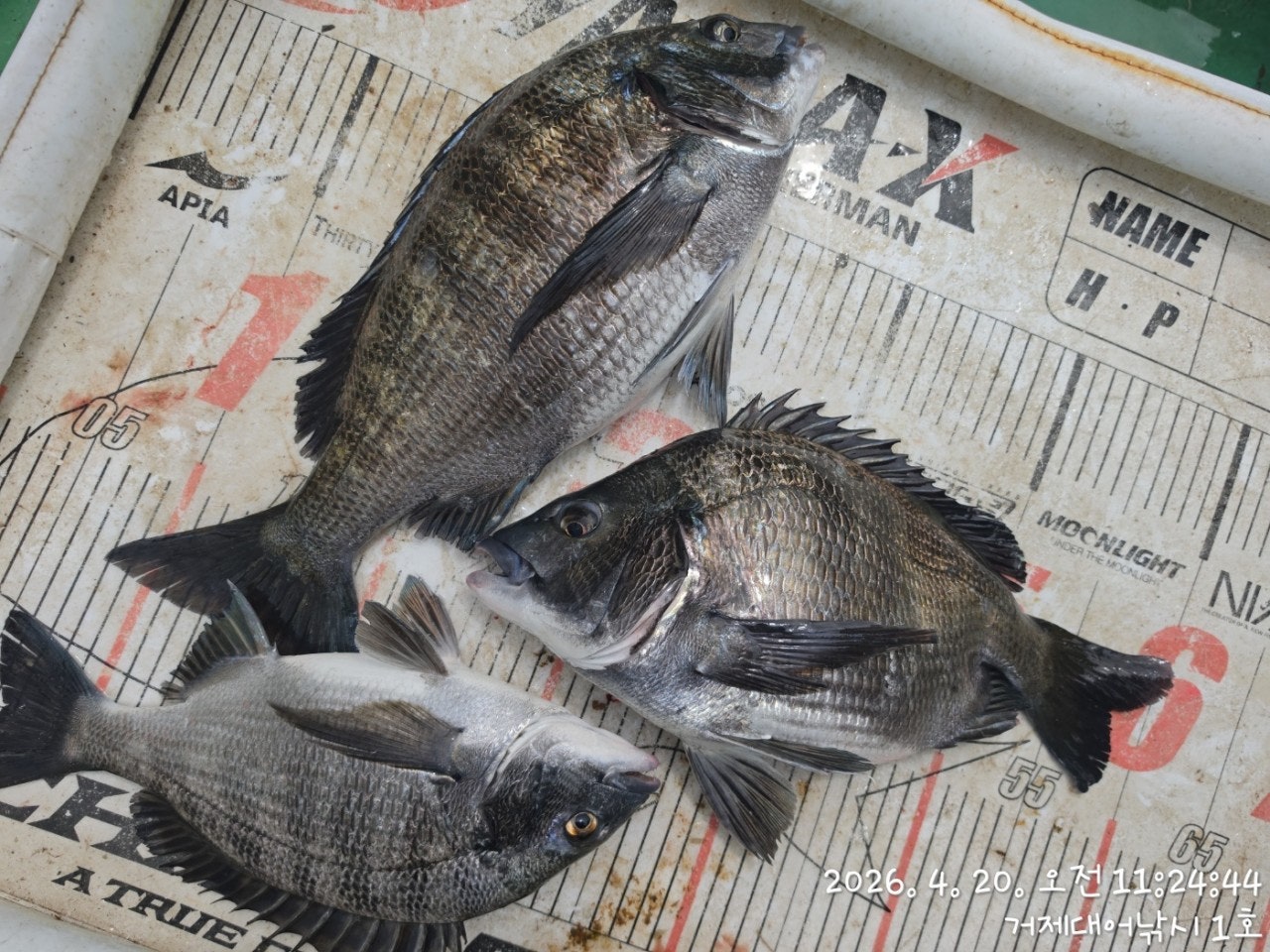 ����ڰ� �ø� �̹���