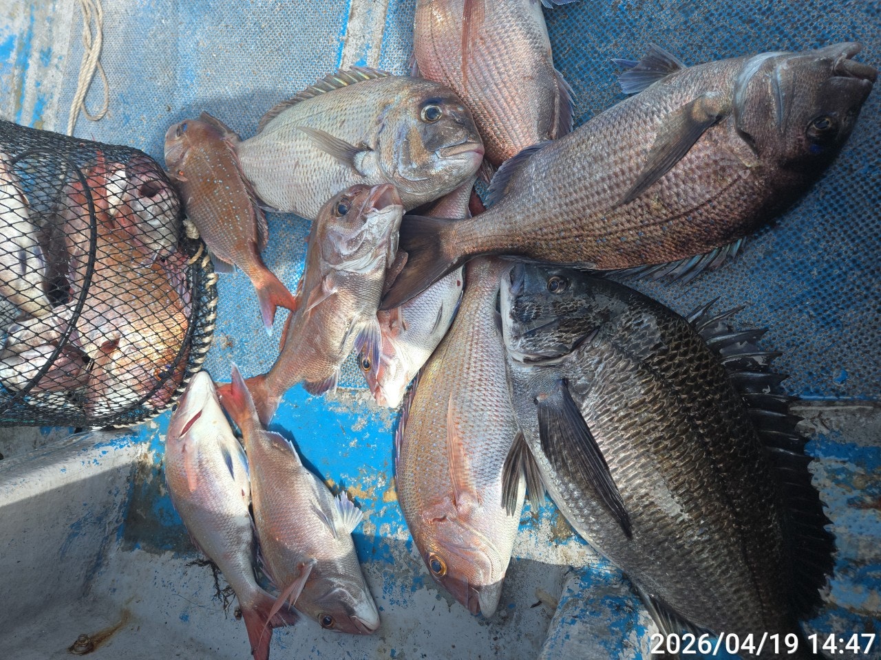 ����ڰ� �ø� �̹���