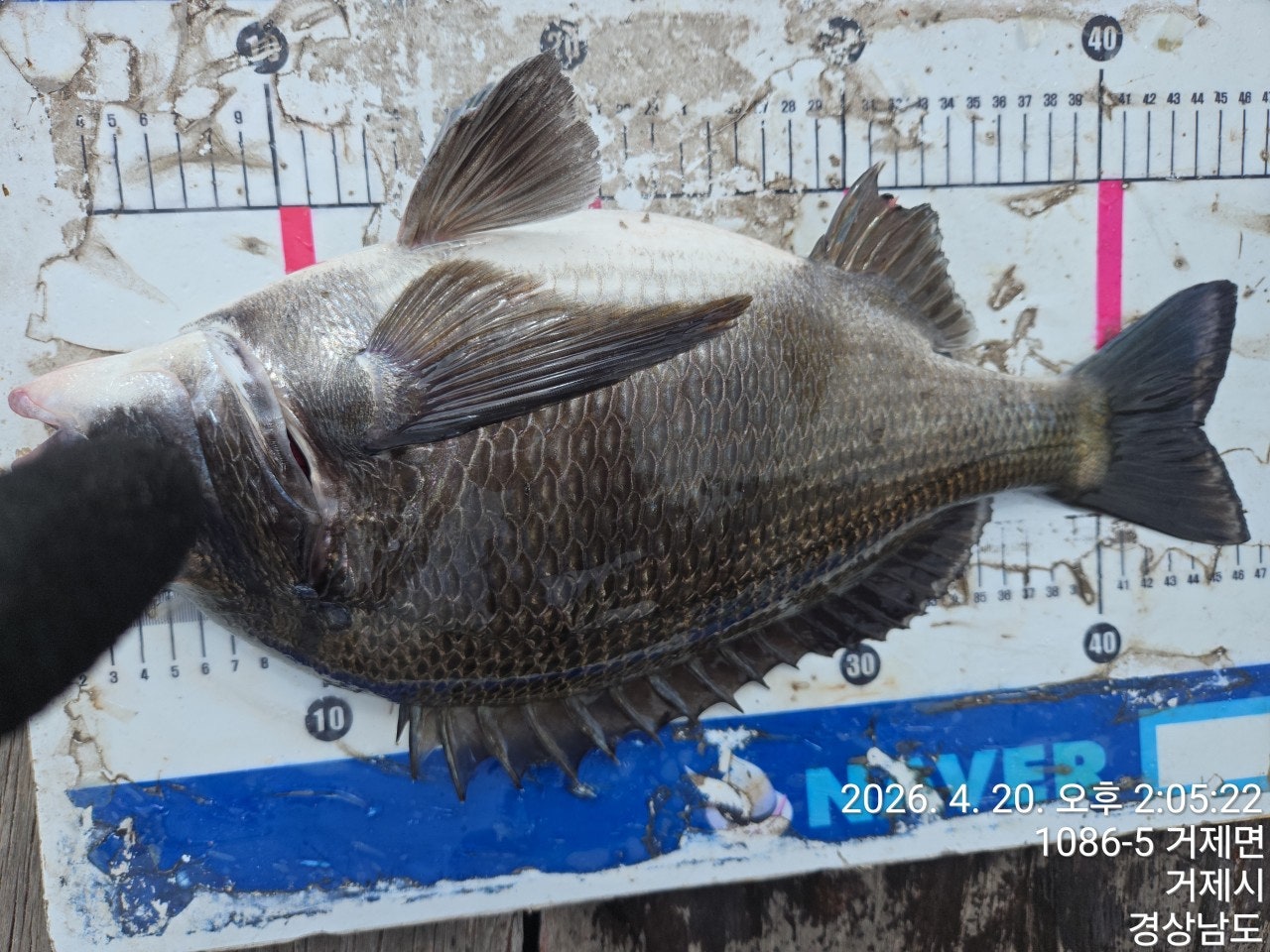 ����ڰ� �ø� �̹���