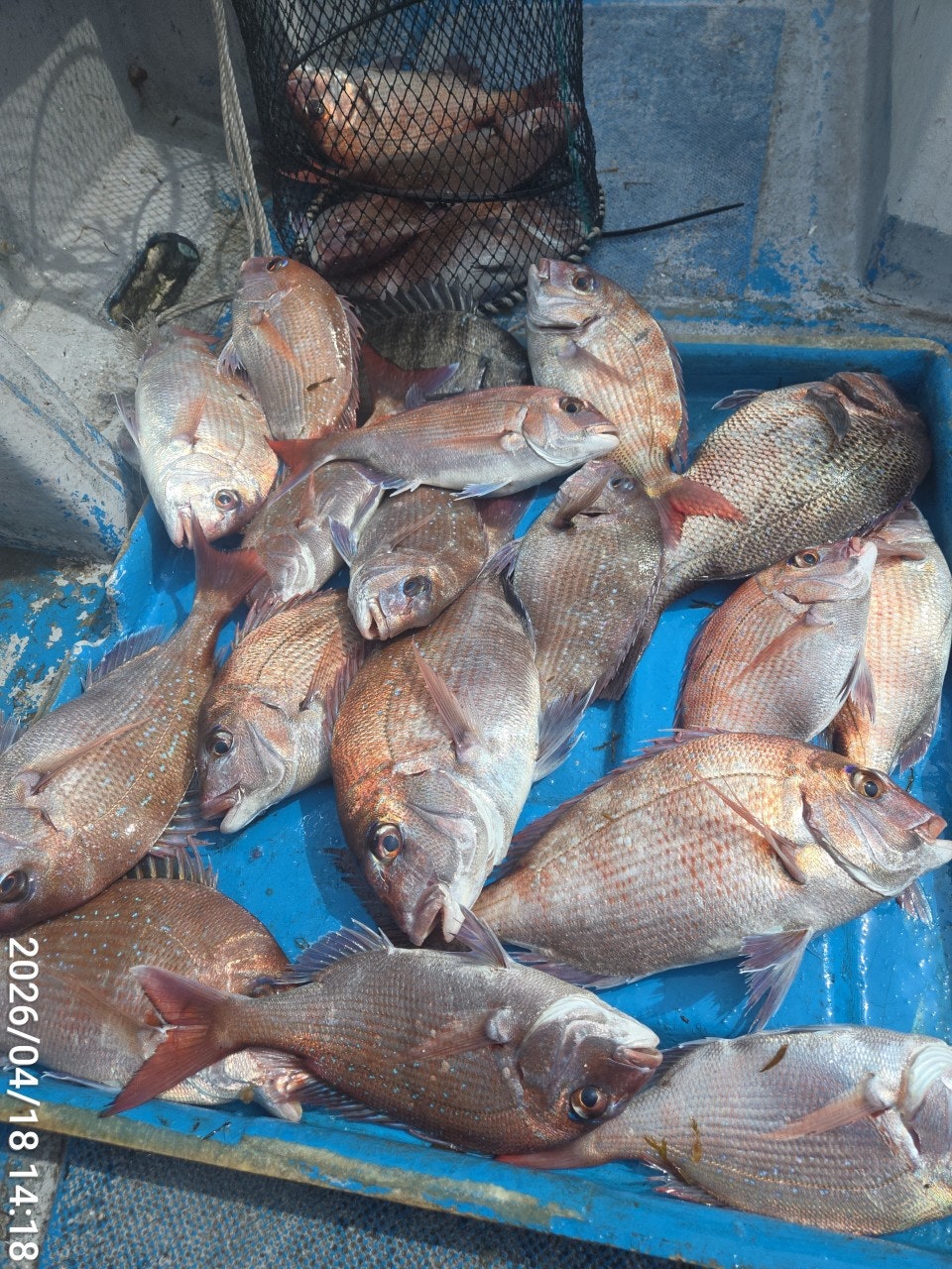 ����ڰ� �ø� �̹���