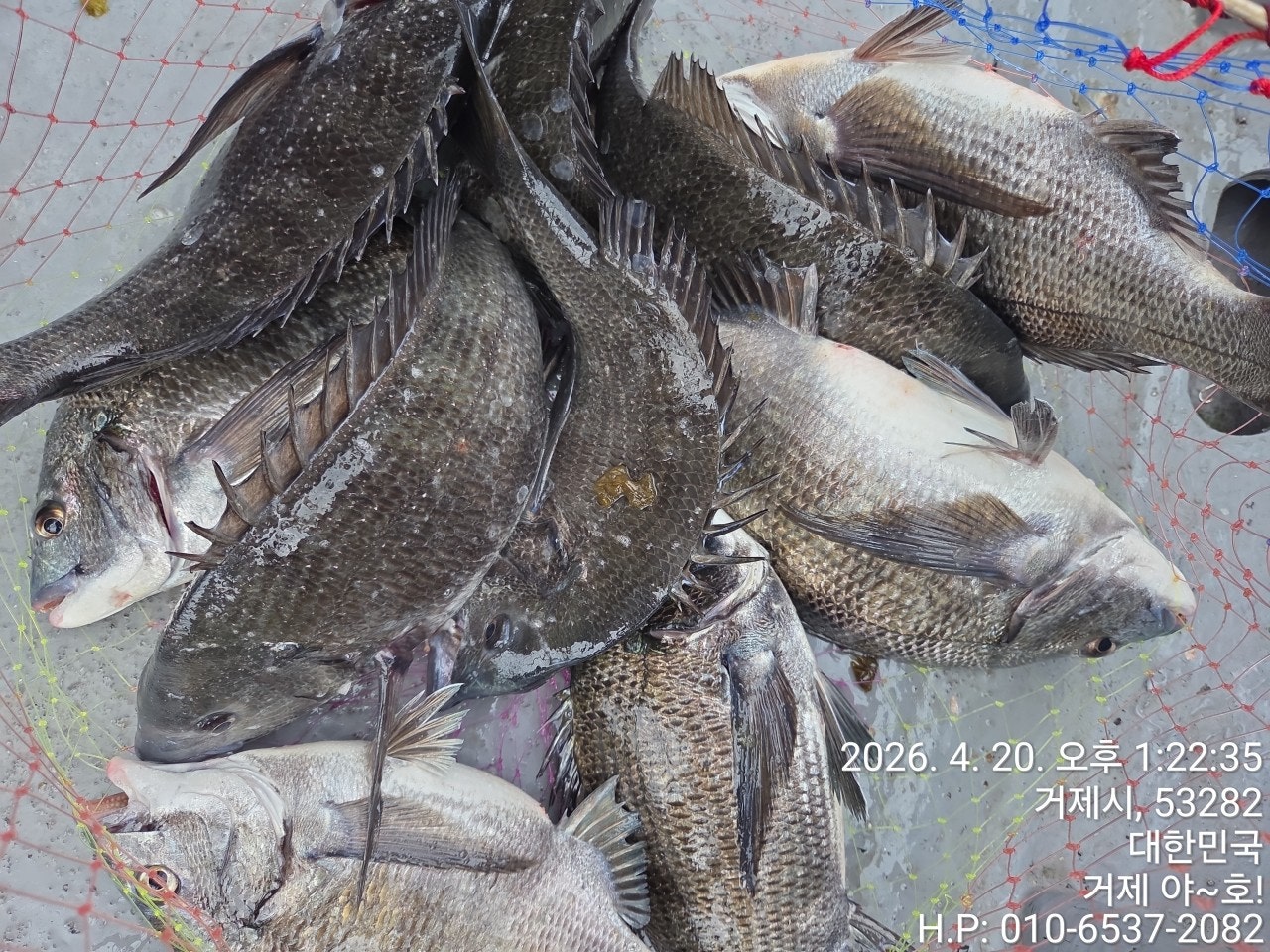 ����ڰ� �ø� �̹���