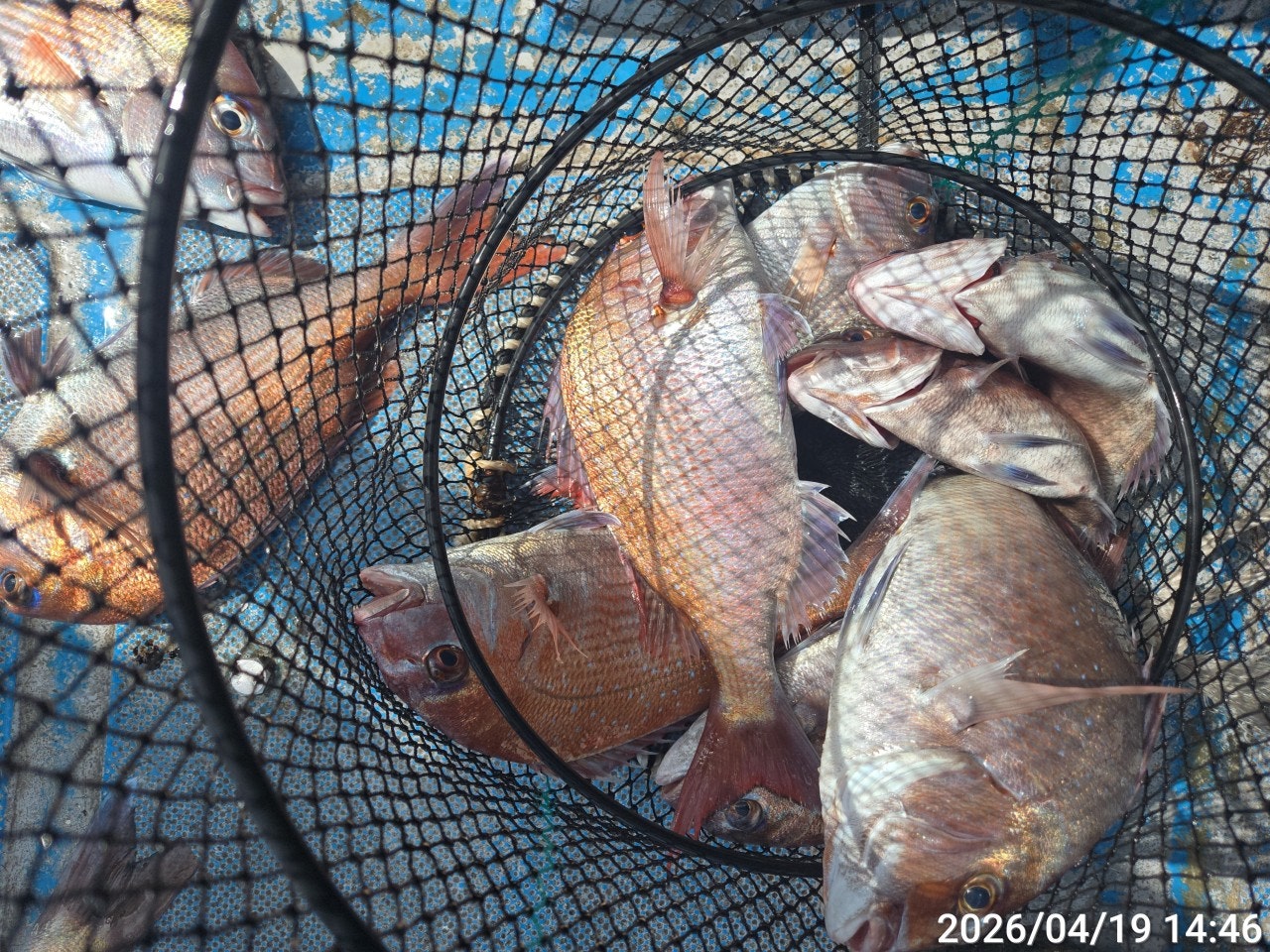 ����ڰ� �ø� �̹���