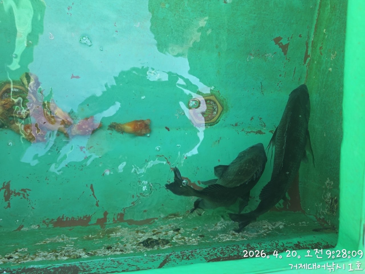 ����ڰ� �ø� �̹���