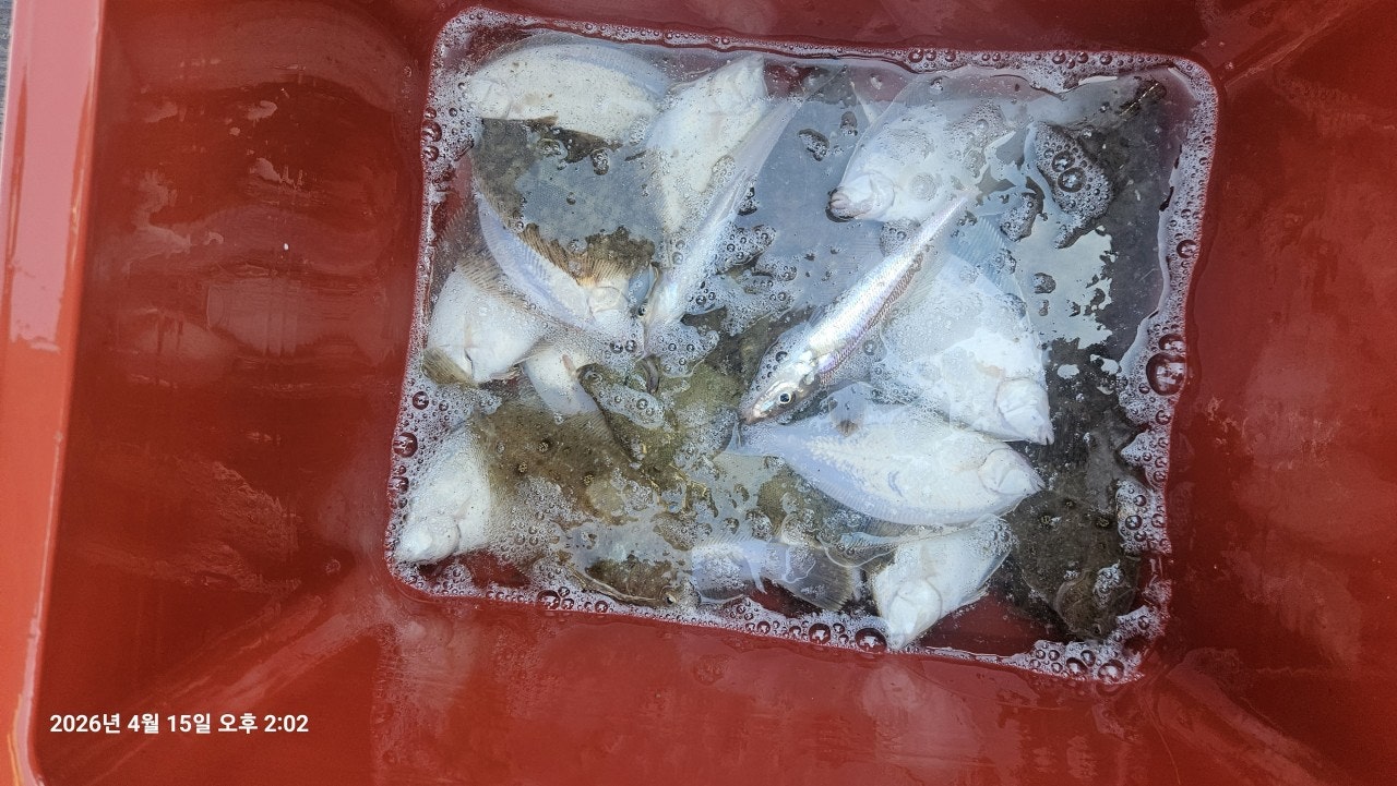 ����ڰ� �ø� �̹���