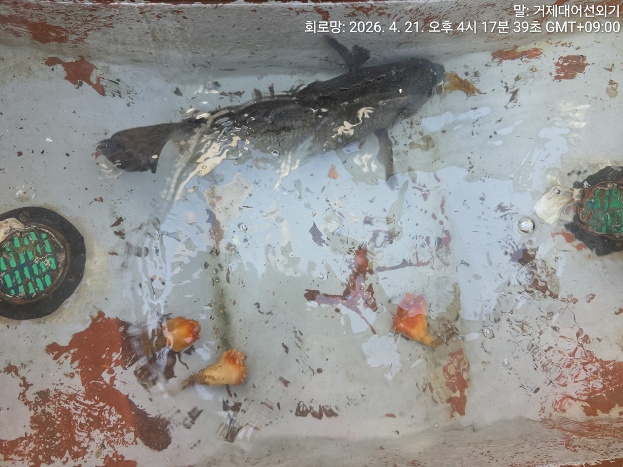 ����ڰ� �ø� �̹���