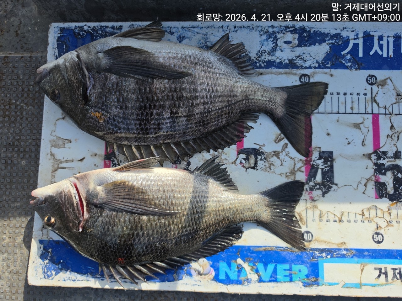 ����ڰ� �ø� �̹���