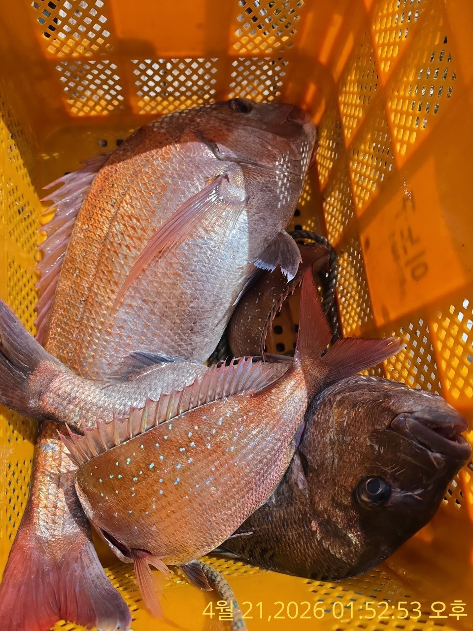 ����ڰ� �ø� �̹���