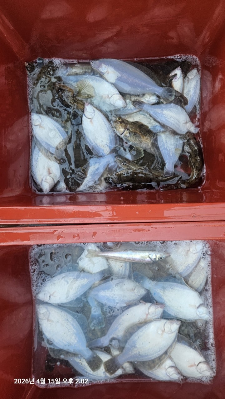 ����ڰ� �ø� �̹���