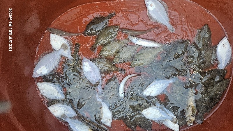 ����ڰ� �ø� �̹���