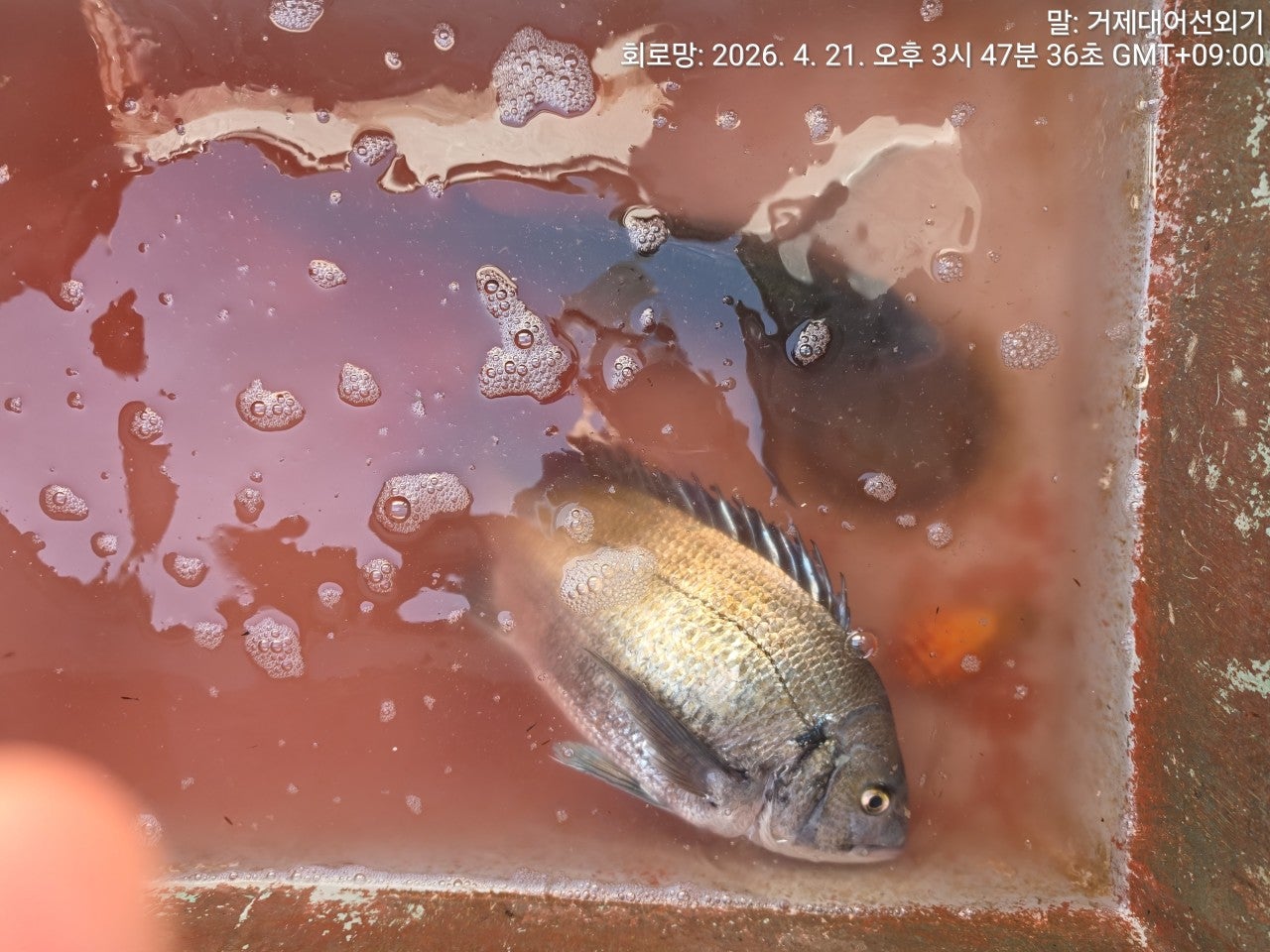 ����ڰ� �ø� �̹���