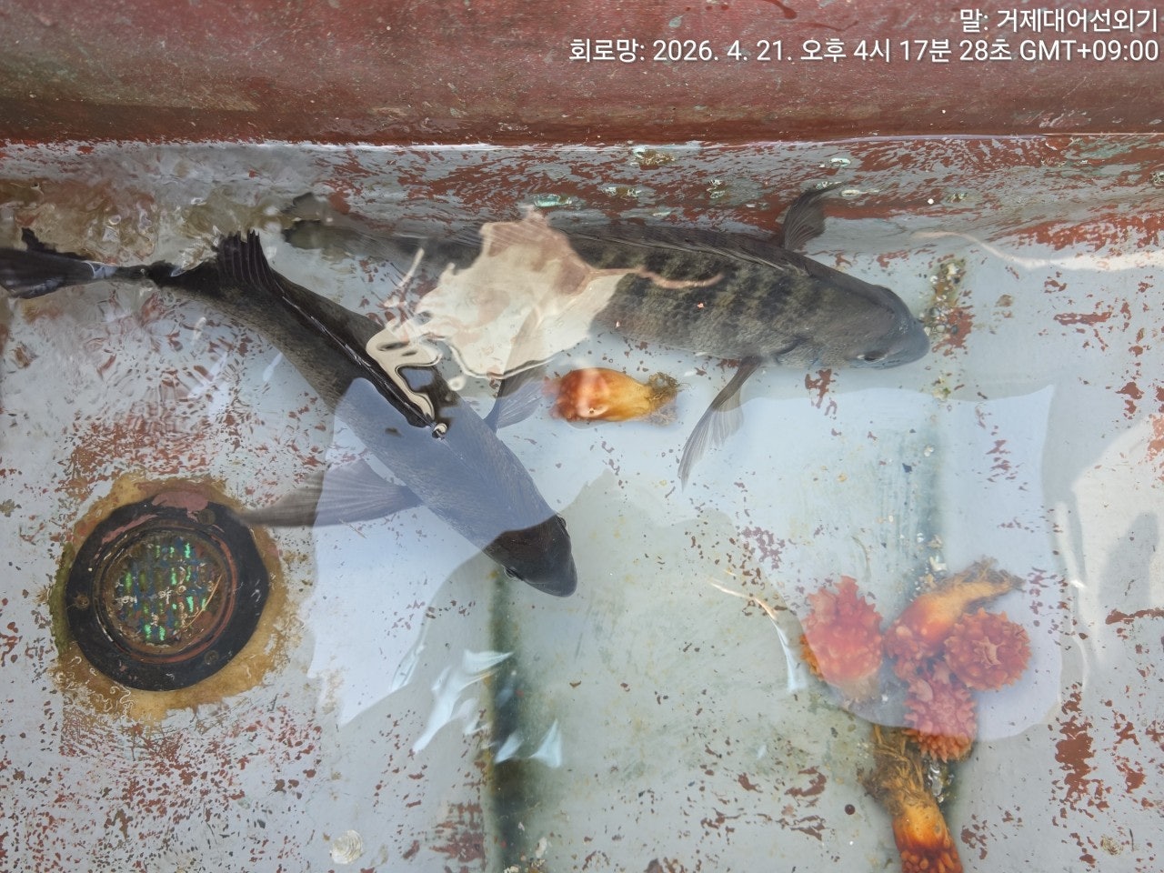 ����ڰ� �ø� �̹���